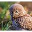 Little Owl By Peter Garrity  BirdGuides
