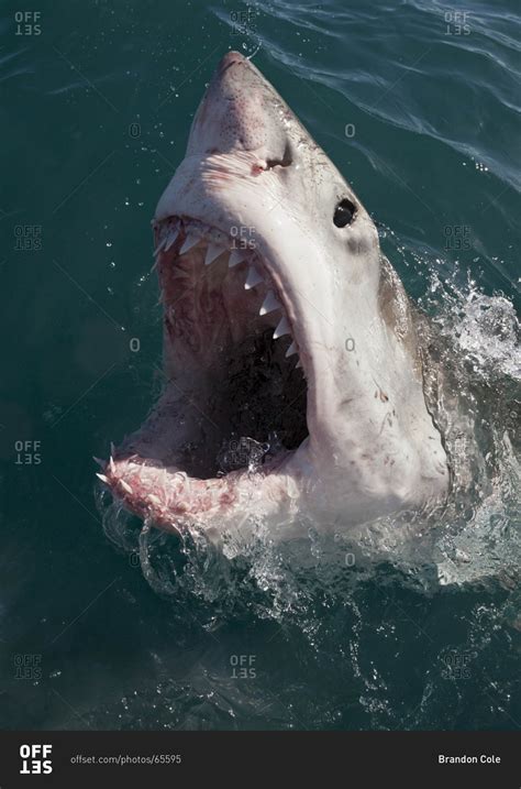 Great White Shark Launching Out Of The Ocean With Mouth Open Stock