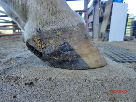 Painting A White Hoof Black The Horse Forum