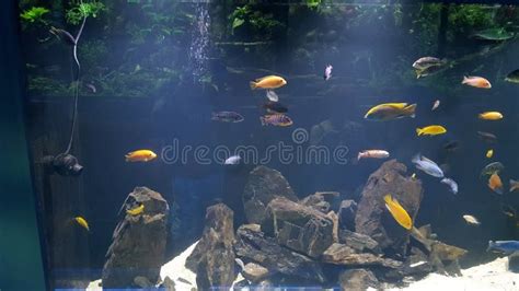 Colorful Fish In Big Aquarium Stock Photo Image Of Colorful Aquarium