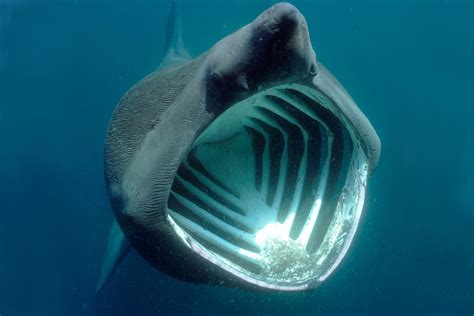 Are Basking Sharks In The Uk And What Do They Eat The Scottish Sun