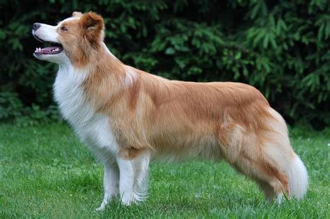 Border Collie Welpen In Farbe Ee Red