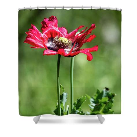 Red Poppy Wildflower Shower Curtain By Debra Martz Red Poppies