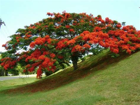 Flamboyan One Of My Favorite Trees In Puerto Rico Arbustos Floridos