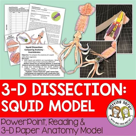 Squid 3 D Scienstructable Dissection Paper Cephalopod Model Use As A