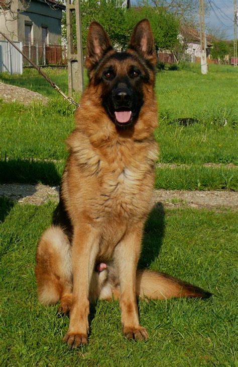 Gorgeous Large Young Male German Shepherd Dog For Sale