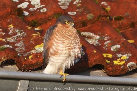 Brutsaison zieht sich bis in den august hinein. Vogel bestimmen - Das online Vogelbuch liest jeder ...