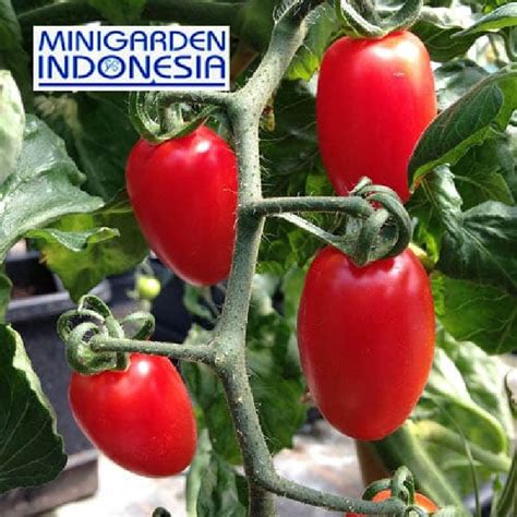 Jual Mgi Isi Benih Tomat Cherry F Import Floridity Bibit Tanaman