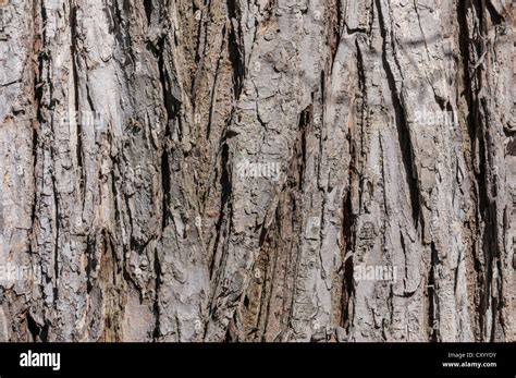 Elm Tree Bark High Resolution Stock Photography And Images Alamy