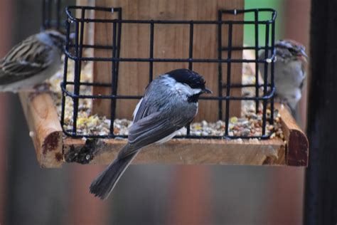Top Tips For Attracting Birds To Your Garden Abacare