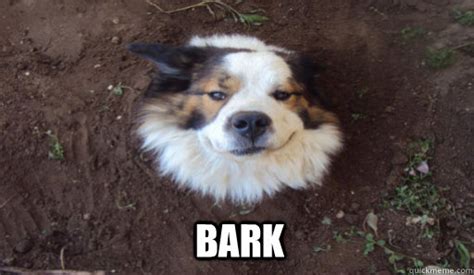 9 thoughts on how to stop annoying dog barking susan polk on april 9 2011 at 519 pm said. BARK - Tree Dog - quickmeme