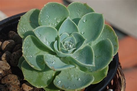 15 Beautiful Plants With Waxy Leaves Nuplantcare