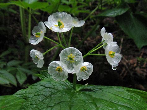 The Skeleton Flower Turns From White To Translucent When Exposed To
