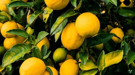 30 Varieties And Types Of Lemons For Your Home Garden Morflora