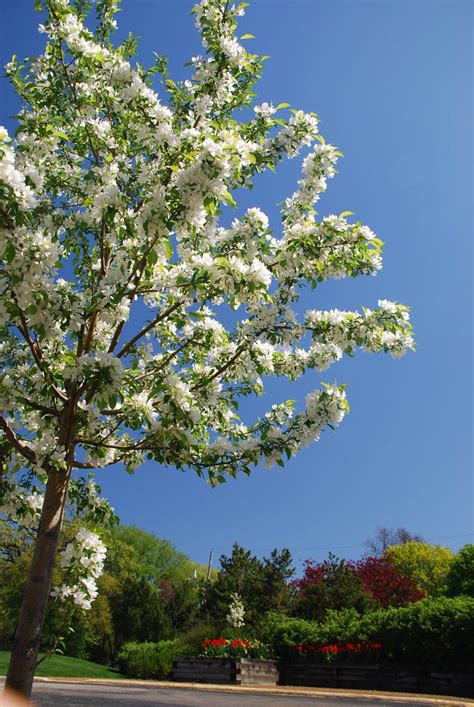 White Flowering Tree In Spring White Flowering Tree In Spr Flickr