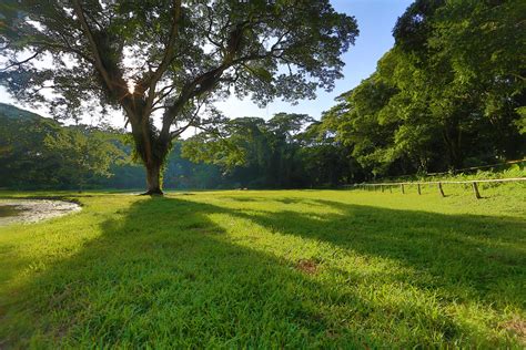 Banco De Imagens Panorama Verde Jardim Paisagem Natural Natureza