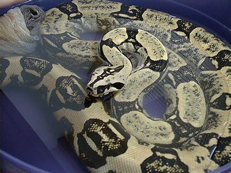 They then constrict (hence the name boa constrictor) the prey until blood flow ceases in the smaller animals. Boa Constrictor (Boa constrictor) ~ My Pet