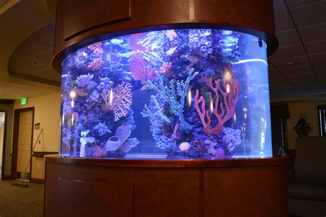 Large Custom Oval Aquarium Midwest Custom Aquarium