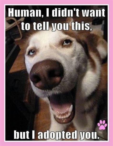Pin By Angie Davis On Adoptee I Am Puppies Funny Funny Dog Pictures