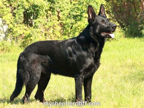 Black German Shepherd A Closer Look At This Remarkable Breed