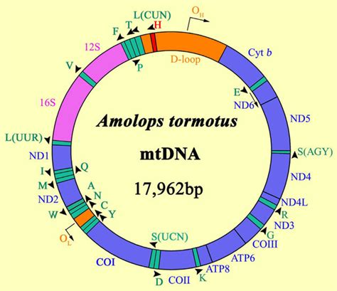 Organization Of The A Tormotus Mitochondrial Genome Each Trna Gene Is