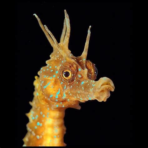 Photo Credit B Beautiful Sea Creatures Seahorse Sea Animals
