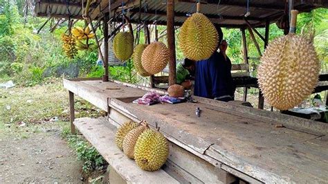 Berburu Durian Jatuh Di Lereng Pegunungan Paro Aceh Besar Cuma 45