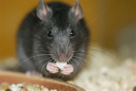 What Do Pet Rats Eat A Guide To A Healthy Diet For Rats