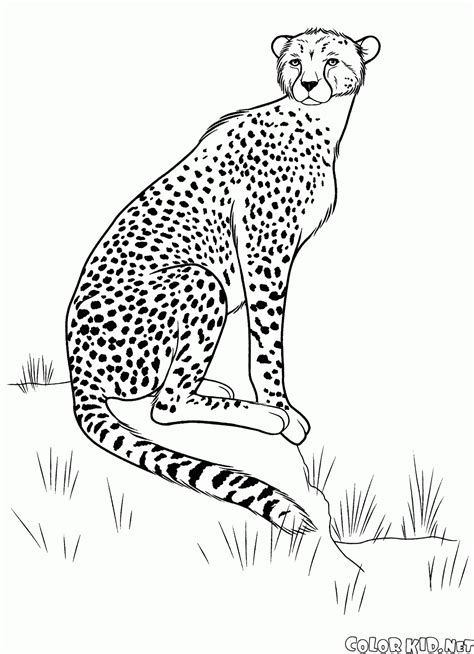 32 Coloring Pages Of Cheetahs Coloring Pages Kids 2020