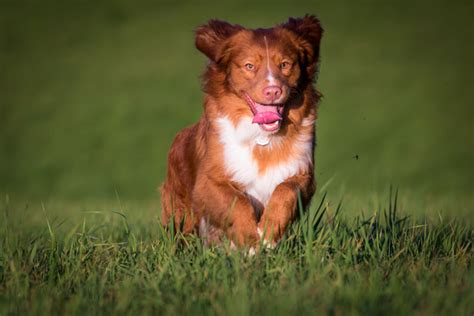 The Toller Club Of Great Britain About Tollers
