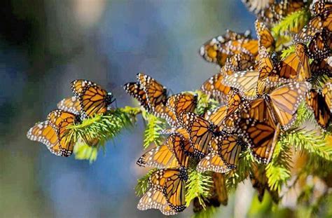 Monarch Butterfly Colony Monarch Butterfly Monarch Butterfly