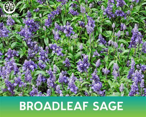 Broadleaf Sage Organic Seed Salvia Officinalis Medicinal Etsy