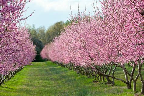 Peach Tree Flowers White Jasons Plant Pick Of The Week Corinthian