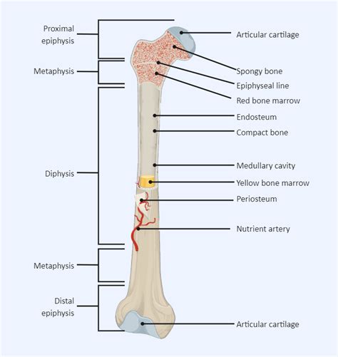 Label The Parts Of A Long Bone Wilmanadine