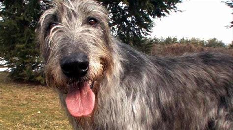 Irish Wolfhound Dog Breed Information Pictures And More