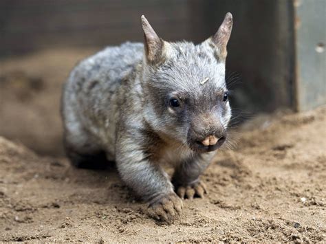 Jedda The Southern Hairy Nosed Wombat Joey At Melbourne Zoo