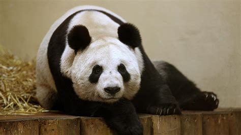 Bbc Radio 4 The World At One Highlights Panda Diplomacy Edinburgh