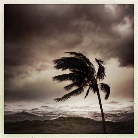 Storm Over Tropical Sea With Palm Tree Blown By The Wind In The