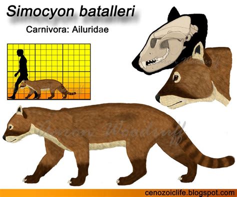 Batallers Panda Simocyon Batalleri Was A Leopard Sized Predatory