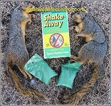 No moth balls do not ward off skunks the only way i have found to keep them out of my garden is to put up a little electric fence otherwise they just go in there no matter what you do. Frequently Asked Questions | Humane Wildlife Control ...