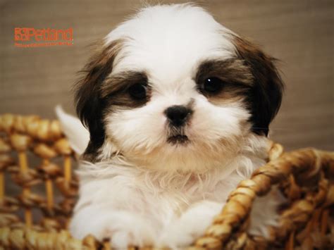 Our goal is to better the breed. Shih Tzu-DOG-Male--2676495-Petland Iowa City
