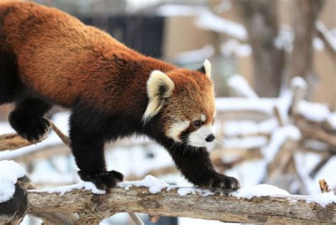 Zoo Di Maruyama Hokkaido Neve In Giappone Vacanze In Giappone