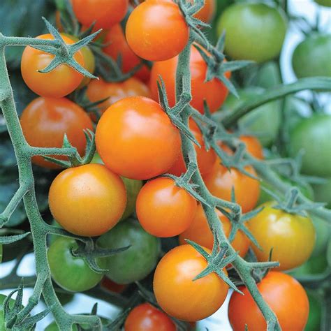 Tomato Sungold F1 Hybrid Seeds Thompson And Morgan