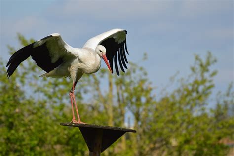 White Crane Bird Free Image Peakpx