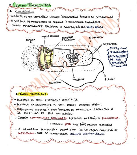 Pin de Barbara Soares em MAPAS Membrana plasmática Procariontes Celula procariotica