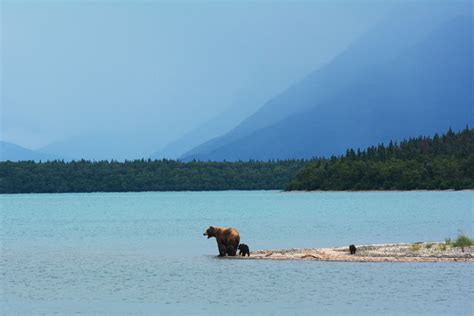 Wildlife In Alaska Top 10 Places To See Them