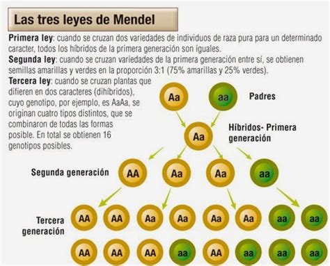 Biología 2 Reconoces Y Aplicas Los Principios De La Herencia Las