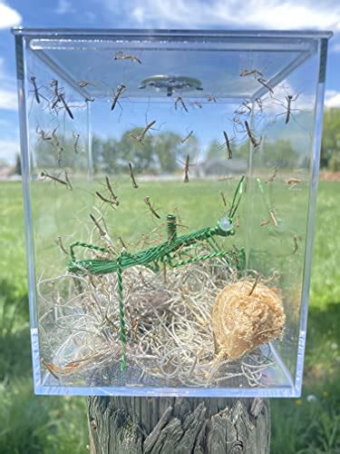5 Best Cages For Praying Mantis Get The Perfect Home For Your Mantis