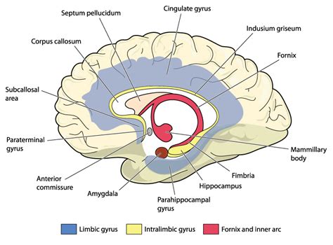 Anatomie De Callosum De Corpus De Cerveau Section Transversale My Xxx