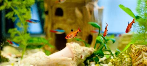 Amazon.com has been visited by 1m+ users in the past month Remove Algae From Aquarium Decorations | DoItYourself.com
